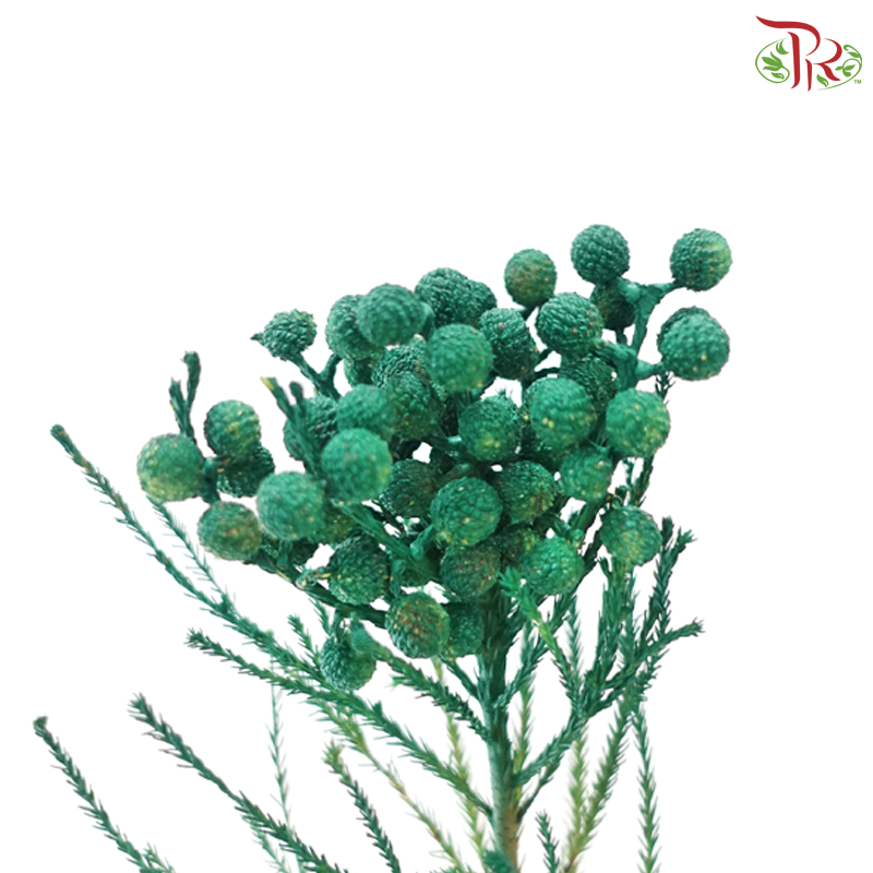 Berzellia Dyed - Green (Per Bunch)