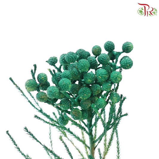 Berzellia Dyed - Green (Per Bunch)