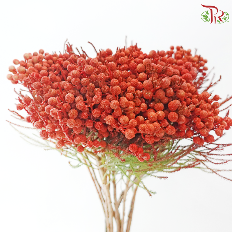 Berzellia Dyed - Orange (Per Bunch)