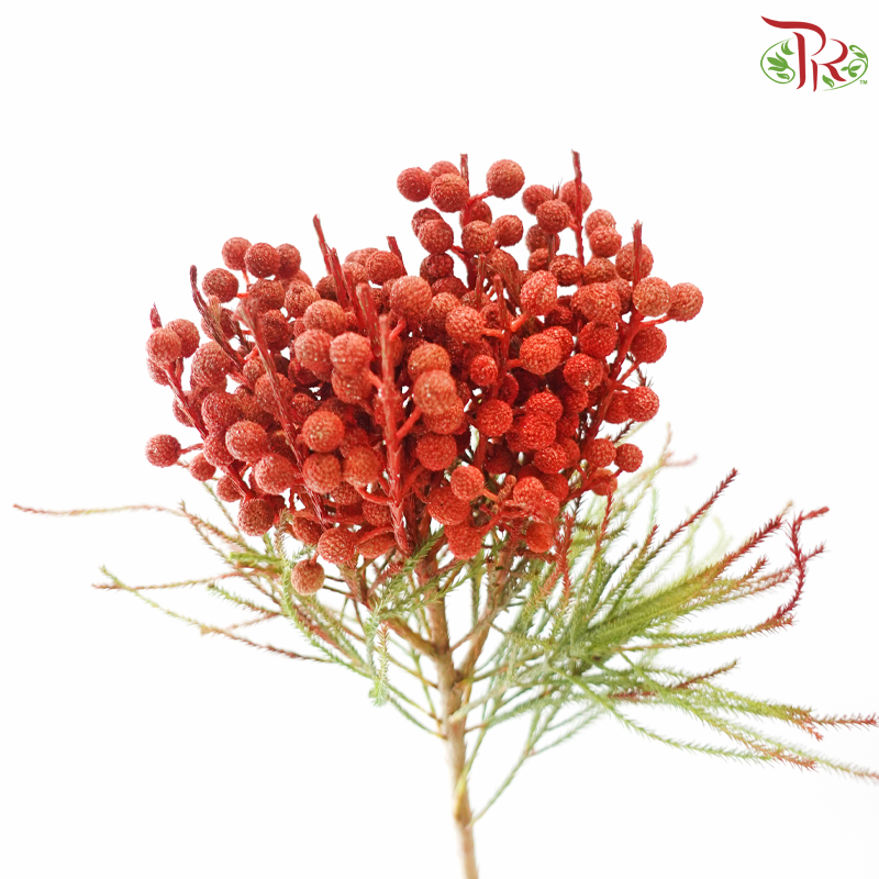 Berzellia Dyed - Orange (Per Bunch)