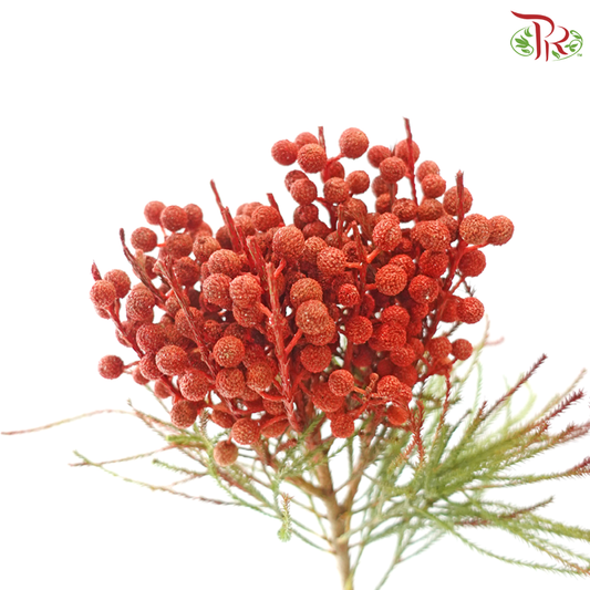 Berzellia Dyed - Orange (Per Bunch)