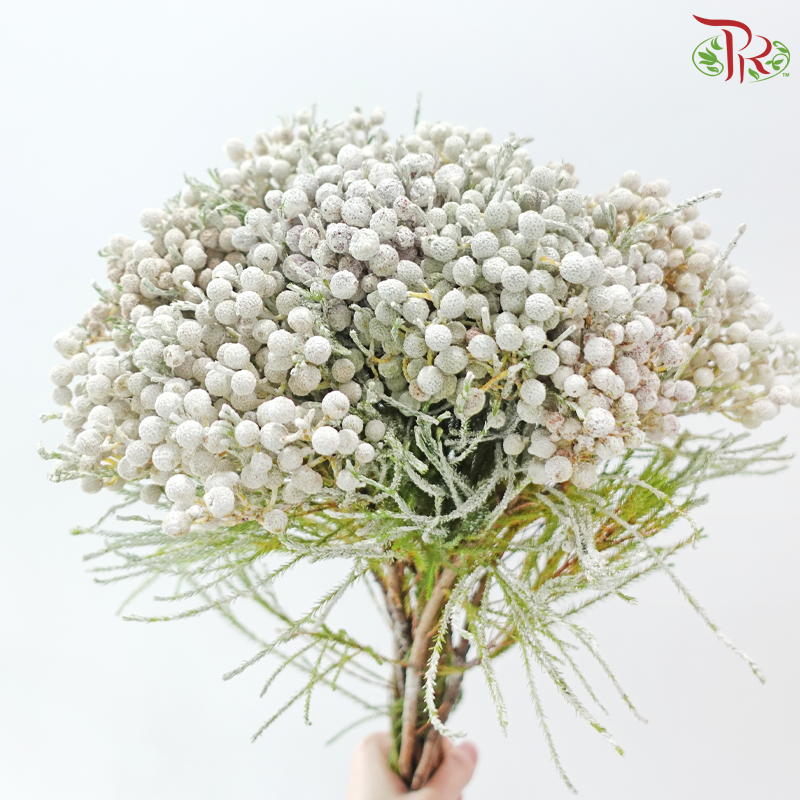 Berzellia Dyed - White (Per Bunch)