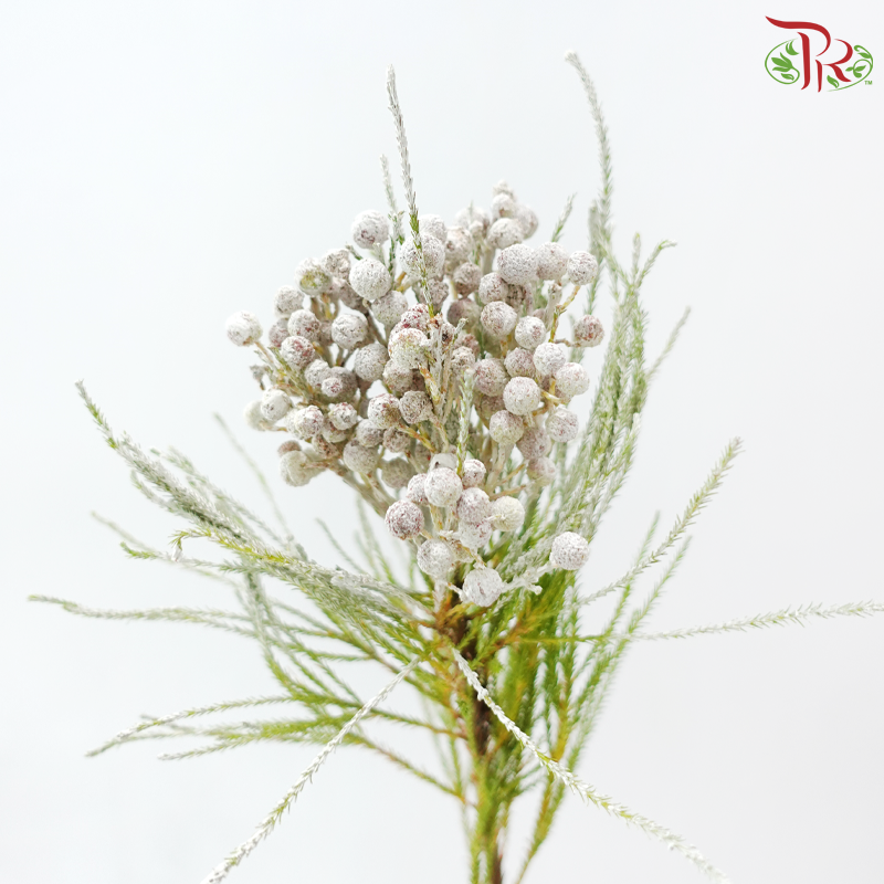 Berzellia Dyed - White (Per Bunch)