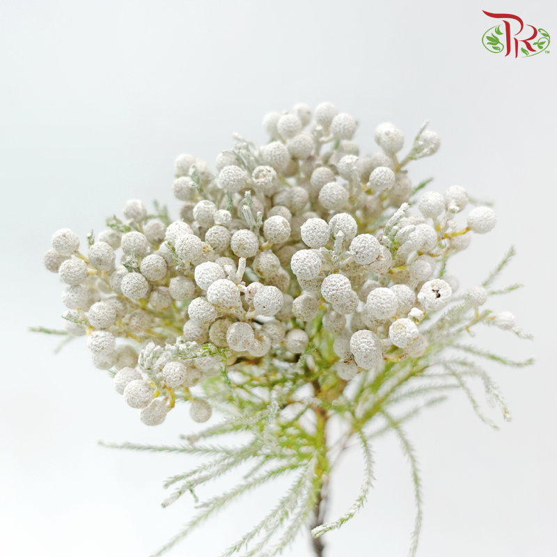 Berzellia Dyed - White (Per Bunch)