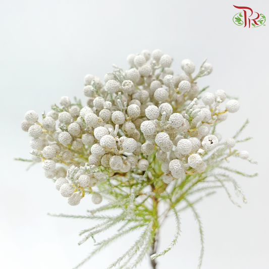 Berzellia Dyed - White (Per Bunch)