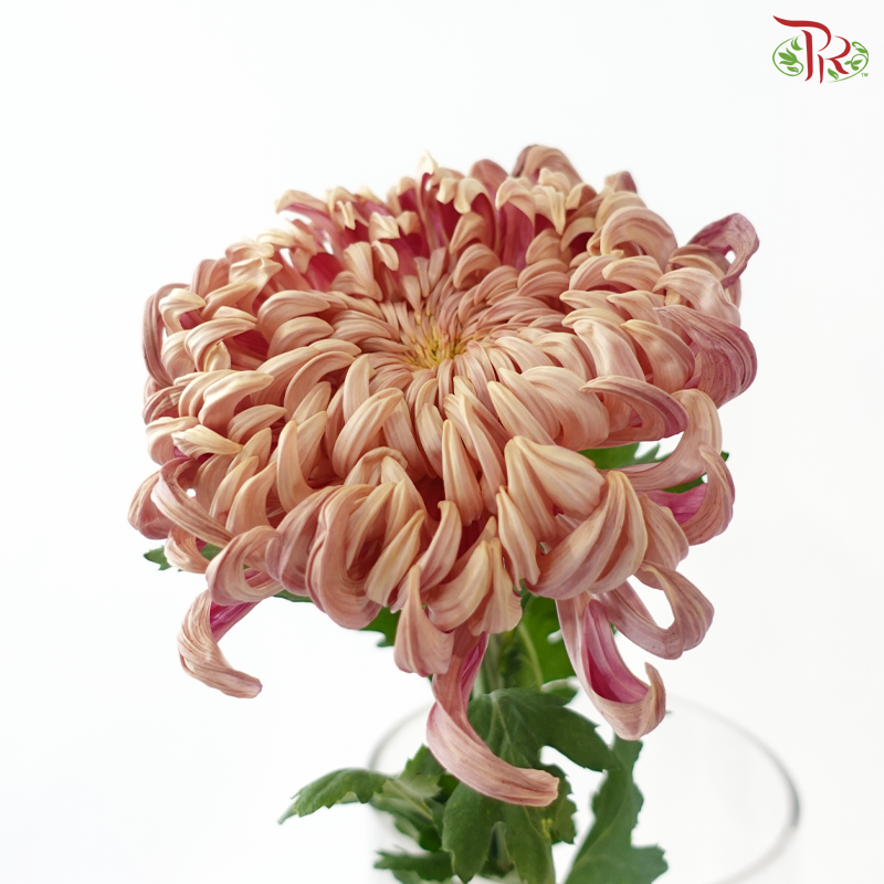 Chrysanthemum Vienna - Salmon (6 Stems)