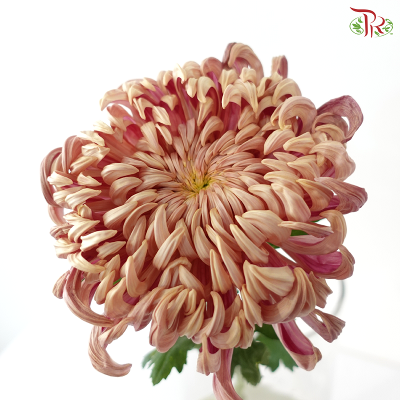Chrysanthemum Vienna - Salmon (6 Stems)