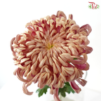 Chrysanthemum Vienna - Salmon (6 Stems)