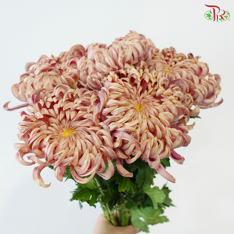 Chrysanthemum Vienna - Salmon (6 Stems)