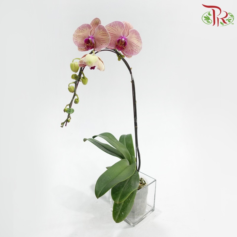 Big Single Stem Phalaenopsis Orchid - Buttercream Blush - TST (YH0167) (Without Vase)