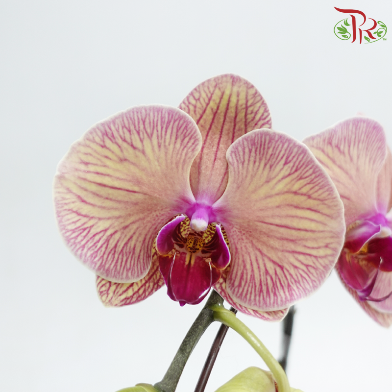 Big Single Stem Phalaenopsis Orchid - Buttercream Blush - TST (YH0167) (Without Vase)