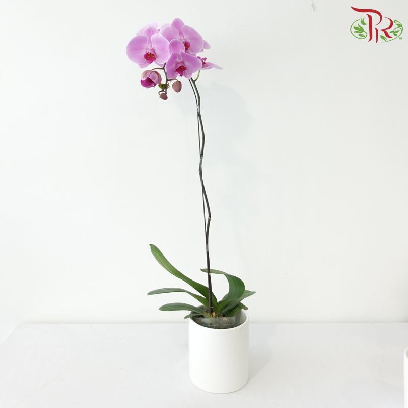 Big Single Stem Phalaenopsis Orchid - Cherry Pink With Pink Heart - LPPL (CPL50) (Without Vase)