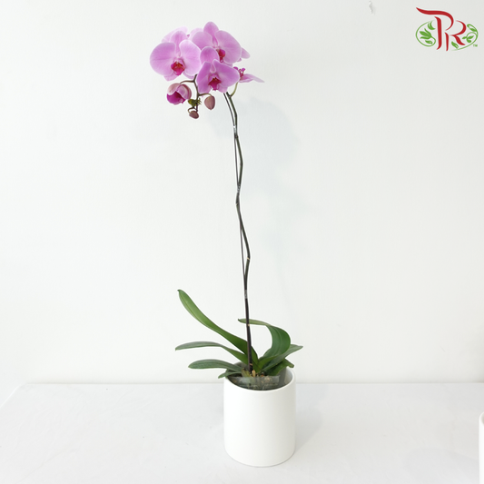 Big Single Stem Phalaenopsis Orchid - Cherry Pink With Pink Heart - LPPL (CPL50) (Without Vase)