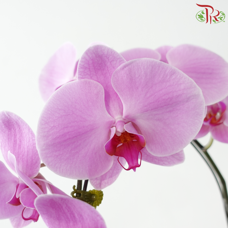 Big Single Stem Phalaenopsis Orchid - Cherry Pink With Pink Heart - LPPL (CPL50) (Without Vase)