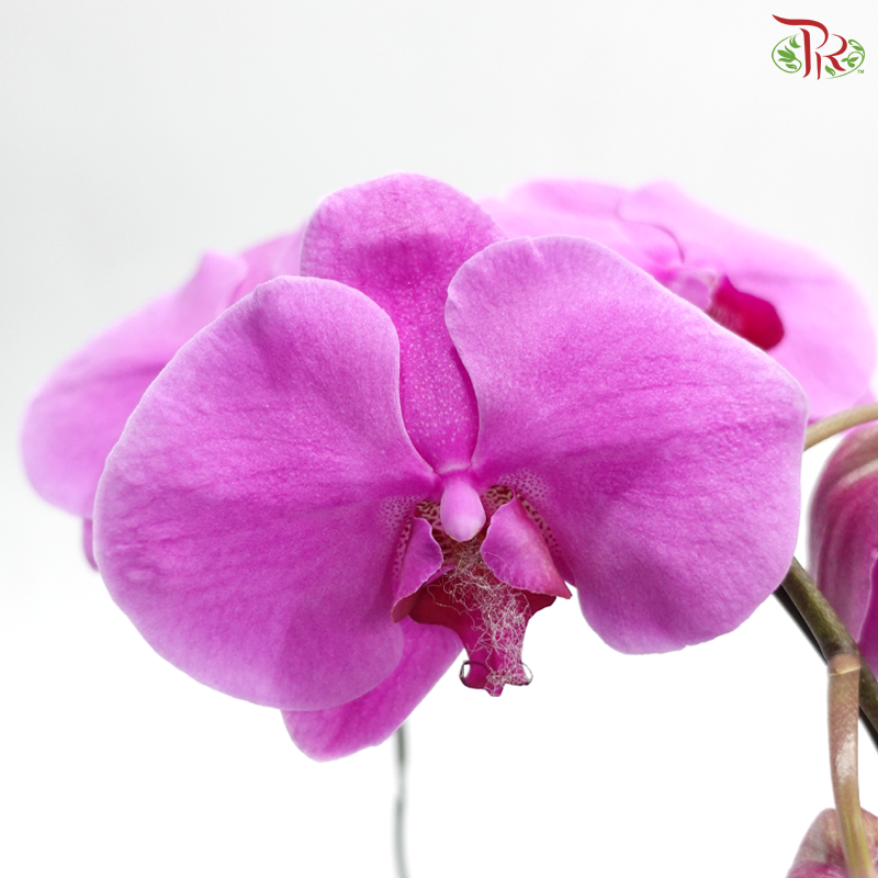 Big Single Stem Phalaenopsis Orchid - Light Purple (2156) (Without Vase)