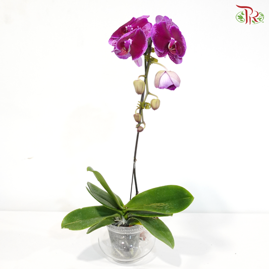 Big Single Stem Phalaenopsis Orchid - Cherry Pink Petal Dots - BSP (OX1716) (Without Vase)
