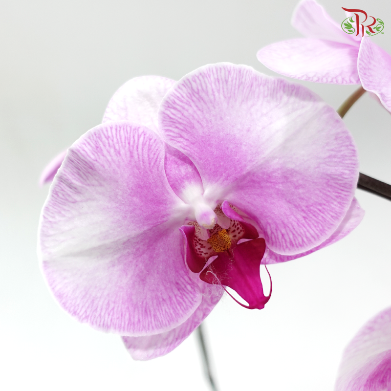 Big Single Stem Phalaenopsis Orchid - Pink With Blush White - LPPL (1068-21) (Without Vase)