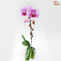 Big Single Stem Phalaenopsis Orchid - Pink With Blush White - LPPL (1068-21) (Without Vase)