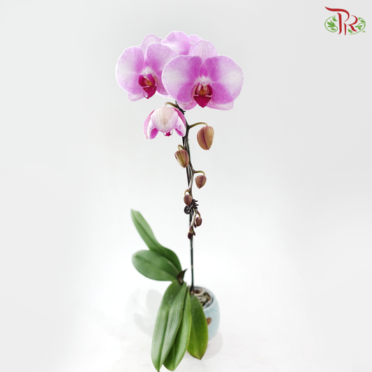 Big Single Stem Phalaenopsis Orchid - Pink With Blush White - LPPL (1068-21) (Without Vase)
