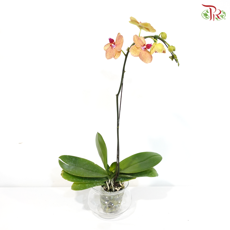 Big Single Stem Phalaenopsis Orchid - Orange With Red Heart - MD-YST (KV5701) (Without Vase)