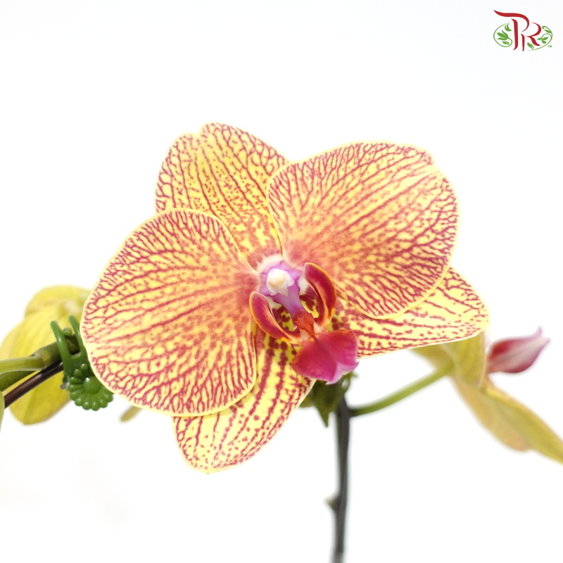 Big Single Stem Phalaenopsis Orchid - Orange With Red Heart - MD-YST (KV5701) (Without Vase)