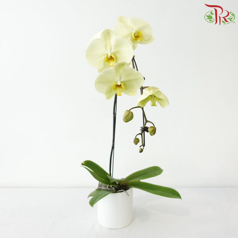 Big Single Stem Phalaenopsis Orchid - Sunshine Yellow - Y (Y0211) /SRM1310 (Without Vase)