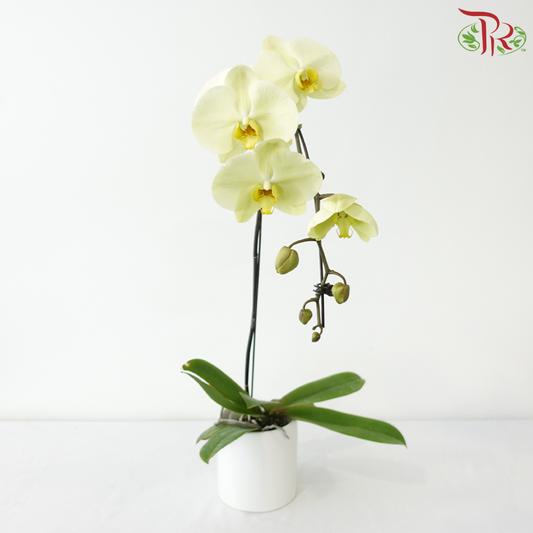 Big Single Stem Phalaenopsis Orchid - Sunshine Yellow - Y (Y0211) (Without Vase)