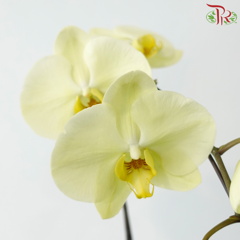 Big Single Stem Phalaenopsis Orchid - Sunshine Yellow - Y (Y0211) (Without Vase)