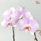 Big Single Stem Phalaenopsis Orchid - Soft Pink With White & Yellow Lips - OX3210/SENDAI (Without Pot)