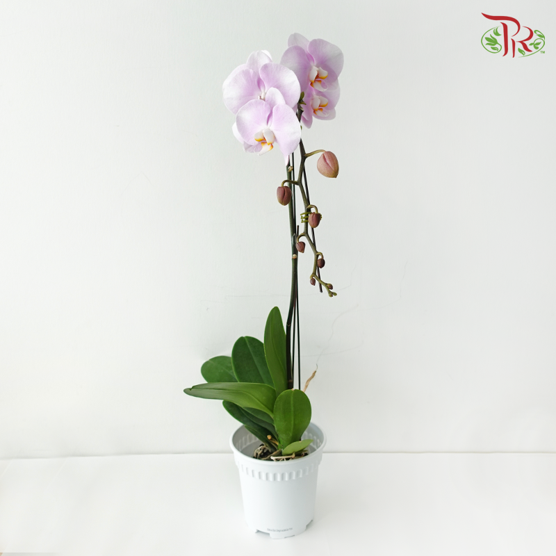 Big Single Stem Phalaenopsis Orchid - Soft Pink With White & Yellow Lips - OX3210/SENDAI (Without Pot)