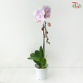 Big Single Stem Phalaenopsis Orchid - Soft Pink With White & Yellow Lips - OX3210/SENDAI (Without Pot)