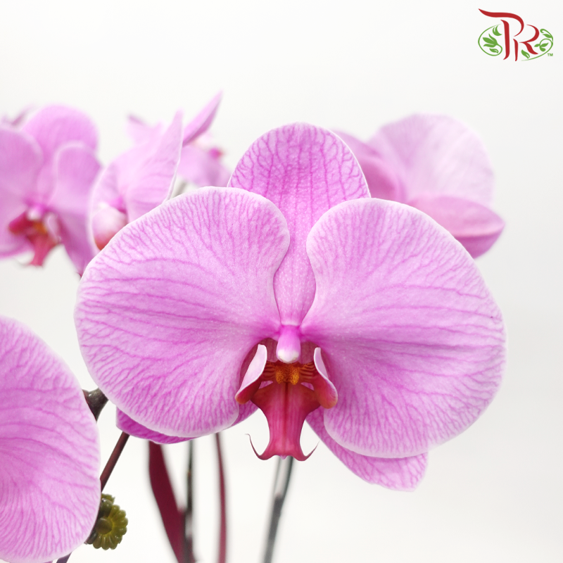 Big Size Double Stems Phalaenopsis Orchid Arrangement in Qing Hua Ci Pot (Random Choose Orchid Colour)
