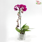 Big Single Stem Phalaenopsis Orchid - Cherry Pink With White Edge - B (H-111)  (Without Vase)