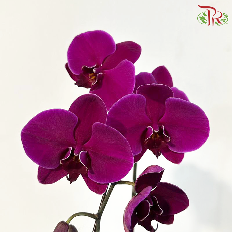 Big Single Stem Phalaenopsis Orchid - Purple (PUR 2E-147) (Without Vase)