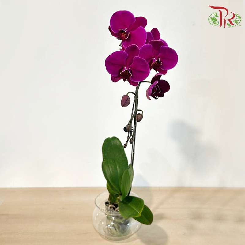 Big Single Stem Phalaenopsis Orchid - Purple (PUR 2E-147) (Without Vase)