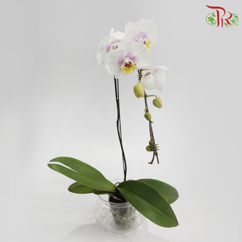 Big Single Stem Phalaenopsis Orchid - White With Pink Dots (WSP SRM0783) (Without Vase)