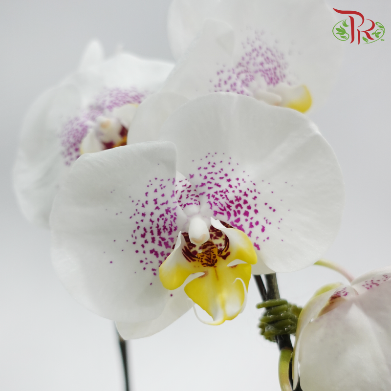 Big Single Stem Phalaenopsis Orchid - White With Pink Dots (WSP SRM0783) (Without Vase)