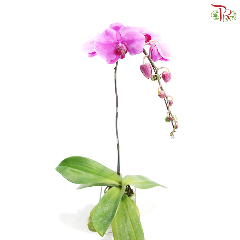 Big Single Stem Phalaenopsis Orchid - Light Purple (2156) (Without Vase)