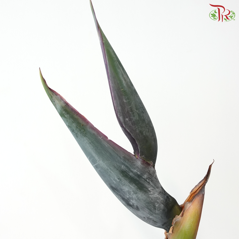 Bird of Paradise (Per Stem)
