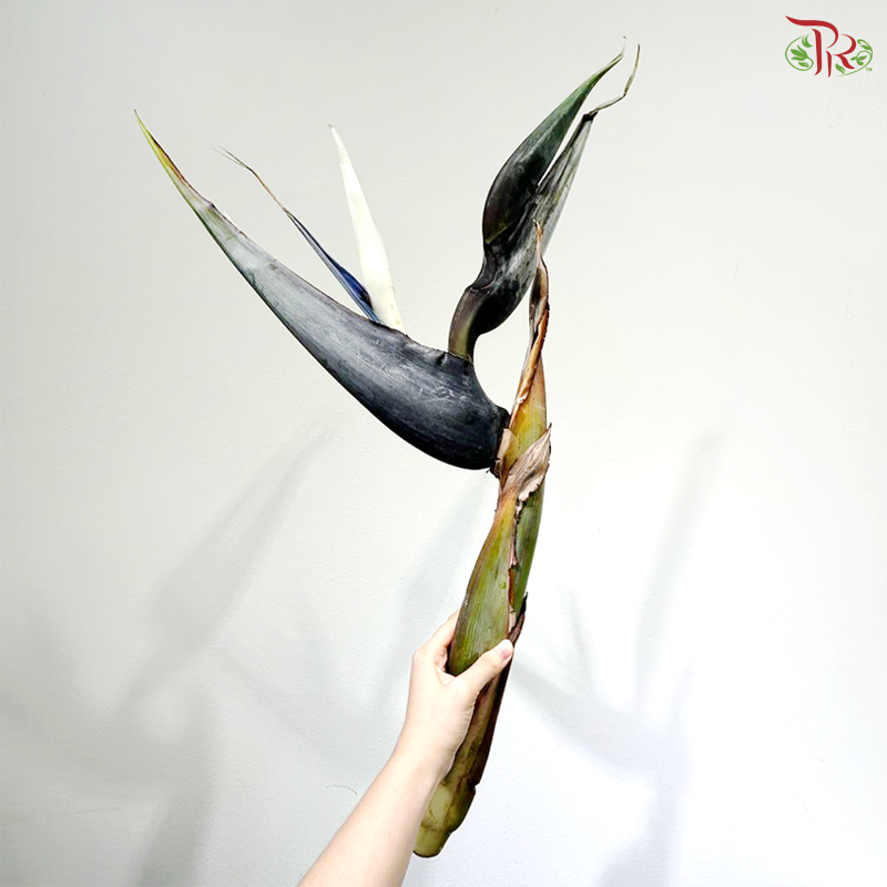 Bird of Paradise (Per Stem)