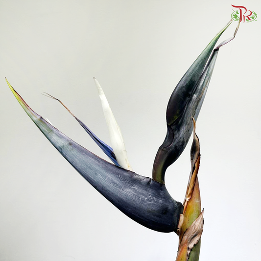 Bird of Paradise (Per Stem)