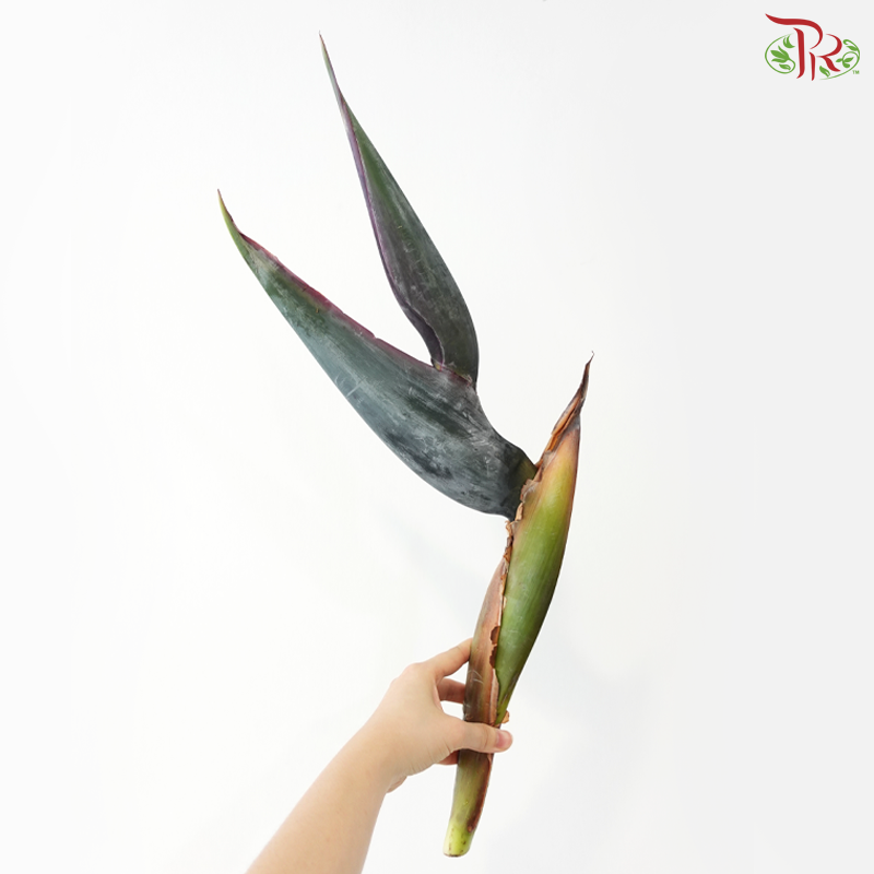 Bird of Paradise (Per Stem)
