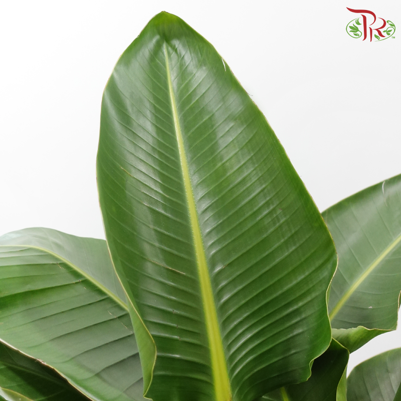 Bird of Paradise (1.5 - 1.7 Meter)《天堂鸟》
