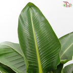 Bird of Paradise (1.5 - 1.7 Meter)《天堂鸟》