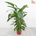 Bird of Paradise (1.5 - 1.7 Meter)《天堂鸟》