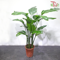 Bird of Paradise P300 1M《天堂鸟》