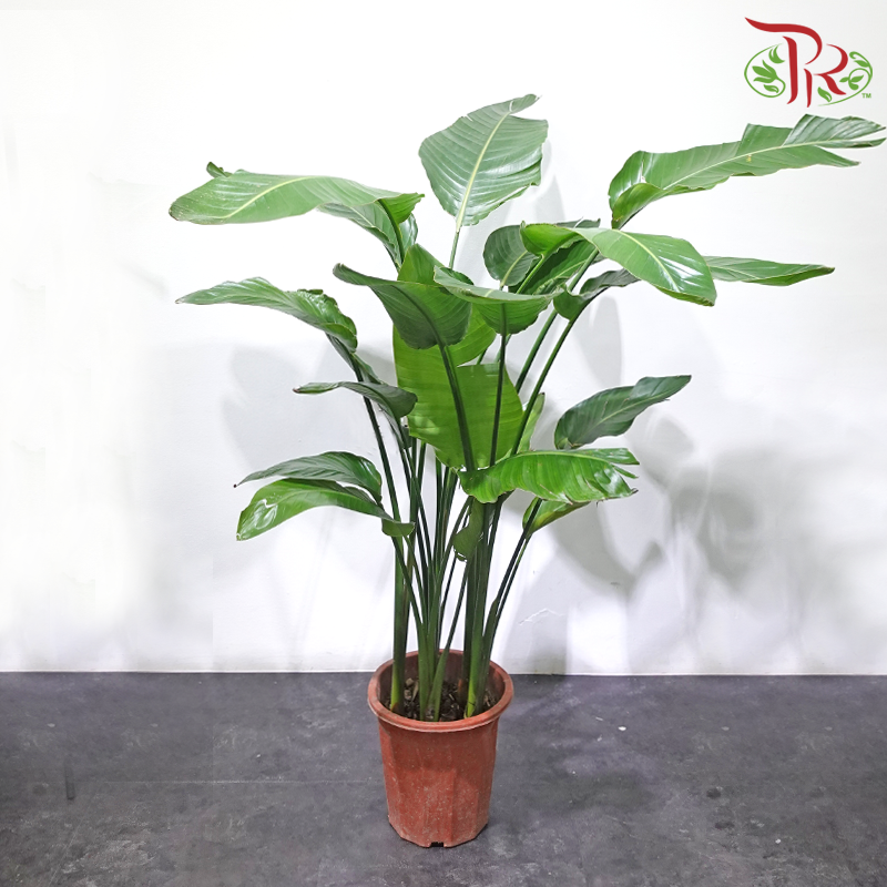 Bird of Paradise P300 1M《天堂鸟》