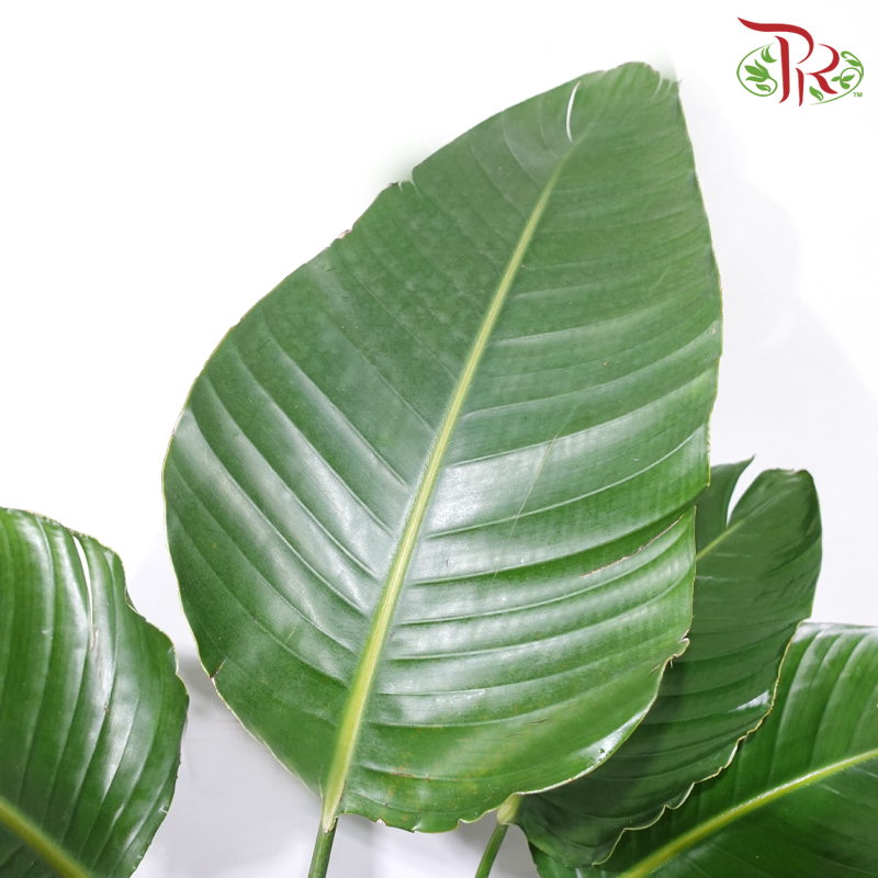 Bird of Paradise P300 1M《天堂鸟》