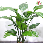 Bird of Paradise P300 1M《天堂鸟》
