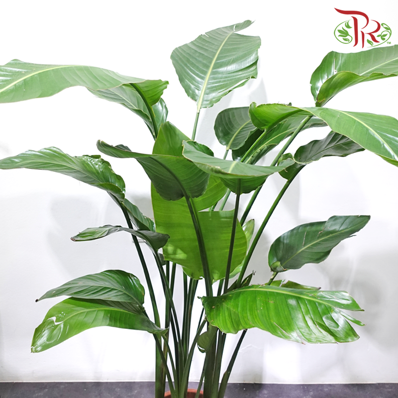 Bird of Paradise P300 1M《天堂鸟》